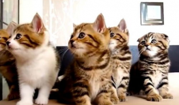 猫咪视频,猫咪视频背后的趣味故事